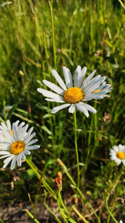 Teuvo - kwiatuszki dla cb