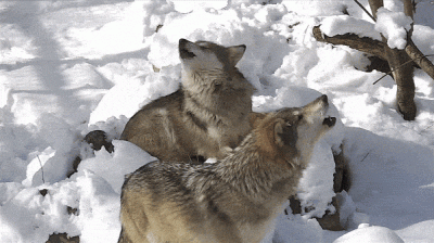 wfyokyga - AAAUUUUUUUUU