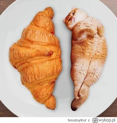 SmutnyKot - #dziwnekotki
