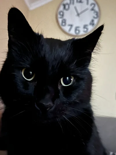 paciak11 - Człowiek no daj plusa #pokazkota #koty