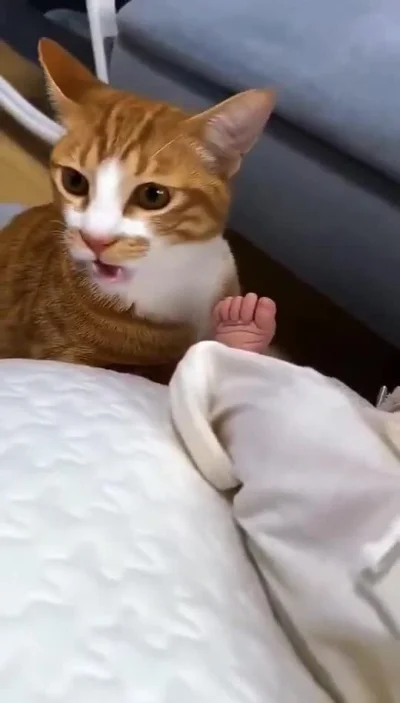 jestemtakizmeczony - wideo: kotki i gówniaki
https://streamable.com/uzh7b8