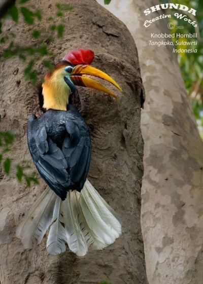 Lifelike - Dzioborożec hełmiasty (Rhyticeros cassidix)
Indonezyjski endemit
Autor
#ph...