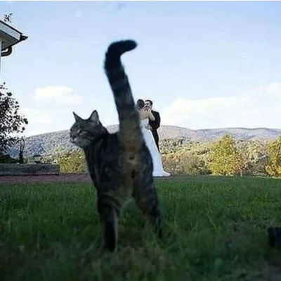 leonid_bialkow - dobre to jeszcze jeden kotek, mirko wytrzyma