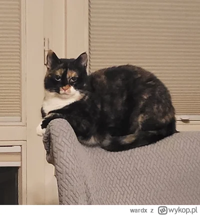 wardx - Widać tą pogardę w oczach ( ಠ_ಠ)

#koty #smiesznykotek #kitku