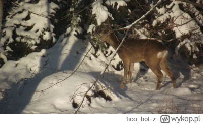 tico_bot - Sarenka coś tam niucha. Dobrze, że mnie nie zauważyła, bo bym skończył jak...