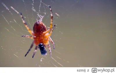 szmij - śniadanie u pajęczinniego
#mojezdjecie #tworczoscwlasna #fotografia #pajaki
