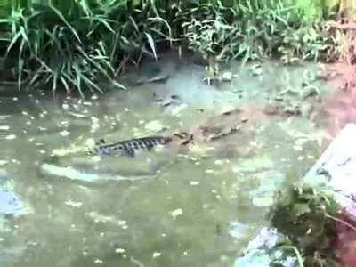 rodnekr - Dobrze że nie mieszkamy na florydzie, albo dolinach Amazonki. Wyobrażacie s...