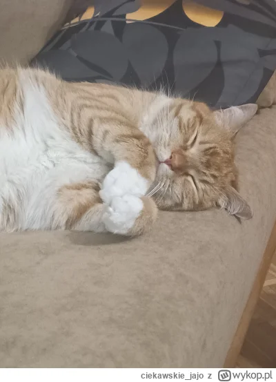 ciekawskie_jajo - Chillout 

#pokazkota