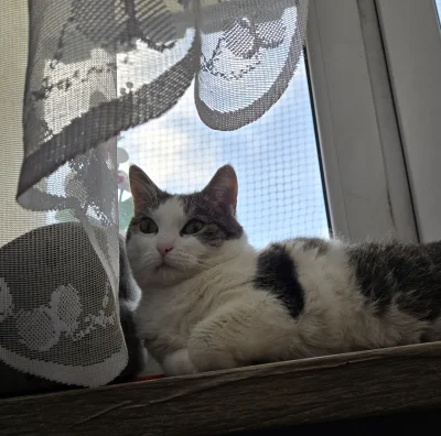 Solsith - #pokazkota #spaslak coś musi brać oprucz pasztetuᕙ(⇀‸↼‶)ᕗ