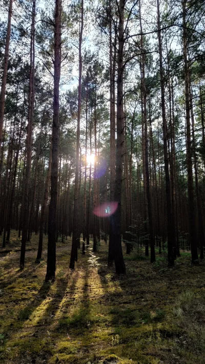 KrzysztofWu - Wczorajszy tripek po lesie.
Kleszcz tylko jeden, jeszcze się nie zdążył...