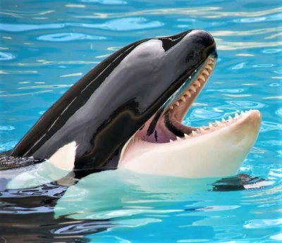 chico_lachowski - @Rad-X: mowi sie orkowie!