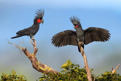 Lifelike - Kakadu palmowa (Probosciger aterrimus)
Autor
#photoexplorer #fotografia #o...