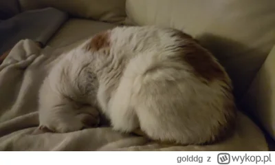 golddg - krewetka

#kot #koty #zwierzaczki #zwierzeta #kitku #pokazkota