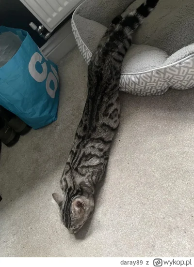 daray89 - #codziennykotopetany #dziwnekotki