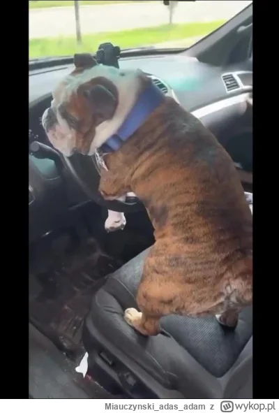 Miauczynskiadasadam - >WTF are you doing

on sie tylko bawi

#psiarze