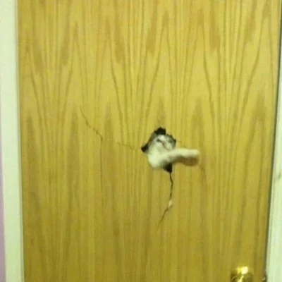 Czosnkov - Here comes the johnny ( ͡° ͜ʖ ͡°) #smiesznekotki