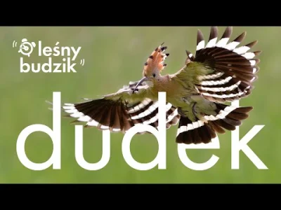Lifelike - Dudek (Upupa epops)
Głos
Autor
#photoexplorer #fotografia #ornitologia #pt...
