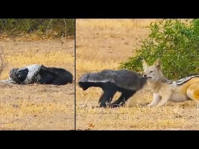 ProfessorOfLogic - Uwielbiam ten film z komentarzem Ozzy'ego: