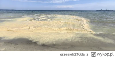 grzesiek23Gda - Co to może być? Jakieś żółte gówno na plaży Westerplatte wywaliło 
Je...