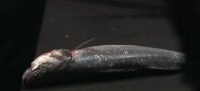 Jodmen - Stan polskich Freak Fightów w 2025

#famemma