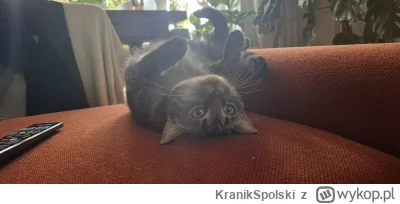 KranikSpolski - @simpiara