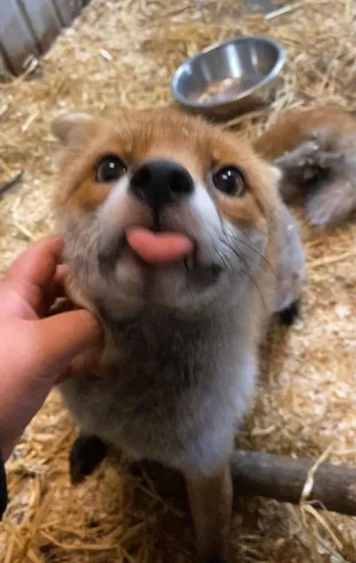 Zarathax - #lisek #zwierzaczki