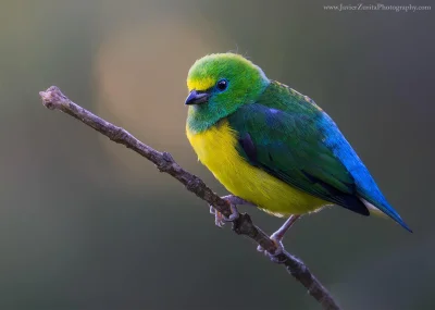 Lifelike - Tęczanka modrogrzbieta (Chlorophonia cyanea)
Autor
#photoexplorer #fotogra...