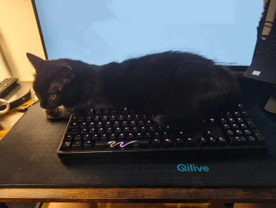 KingOfTheWiadro - No dzięki xD

#koty #pokazkota #zwierzaczki #kitku #atencyjnybelzeb...