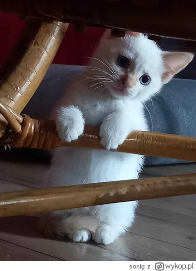 s.....g - mój aniołek

#koty #pokazkota