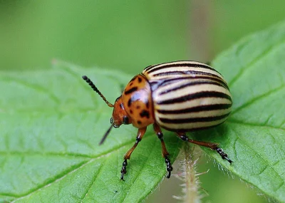 Apaturia - Skąd się wzięła stonka ziemniaczana (Leptinotarsa decemlineata)? Nie bez p...