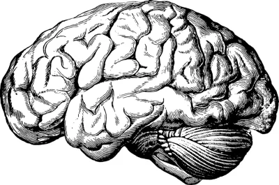 Magromo - Jakie polecacie dobre źródła do uczenia się konkretnej wiedzy o mózgu, jego...