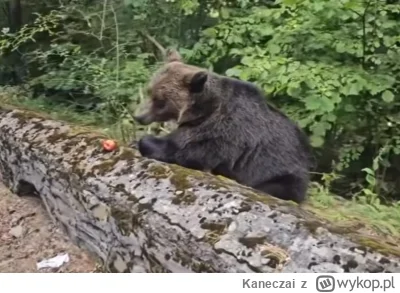 Kaneczai - Kolejny.. Szkoda, że mu misiu łapy nie upier%olil( ͡° ʖ̯ ͡°)

#motocykle