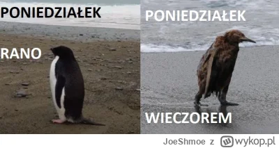 JoeShmoe - Schemat życiowy, często powielany. #heheszki #ludzie #socjologia #praca