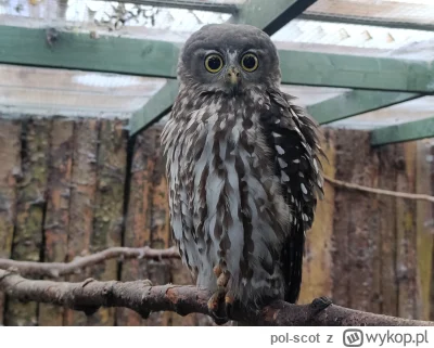 pol-scot - Odwiedziłem wczoraj Scottish Owl Centrę, mają 50 gatunków. Sam zrobiłem ta...