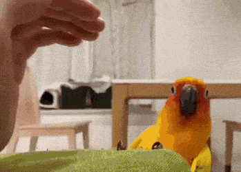 wfyokyga - Papug zrozumiał że czasem p-----c nie jest rozwiązaniem tylko miłość