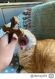 daray89 - #codziennykotopetany #dziwnekotki