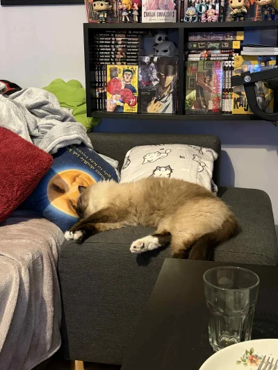 Tyrande - Ktoś tu ma sny słodkie jak kremówka (｡◕‿‿◕｡)
#kot #koty #pokazkota #wykopne...