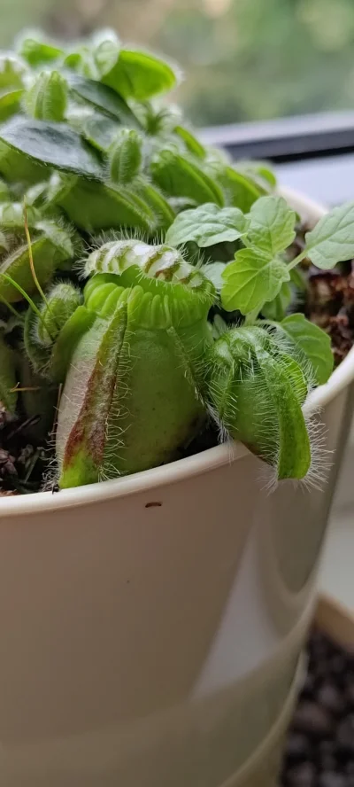 Smutny_Marek - Pierwsza dorosła pułapka otwarła szczęki ( ͡° ͜ʖ ͡°) na zdjęciu cefalo...