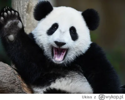 Ukiss - Niemal wszystkie pandy na świecie należą do Chin.
Obecnie na świecie żyje tyl...