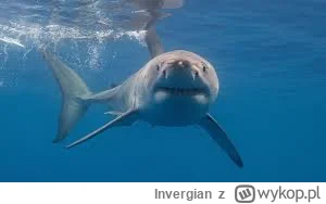 Invergian - Max czekający na zamianę miejsc McLarenów
#f1