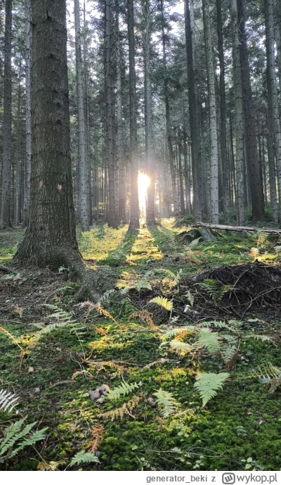 generator_beki - Takie zdjęcie lasu pstryknąłem będąc na #grzyby ( ͡° ͜ʖ ͡°)
#fotogra...