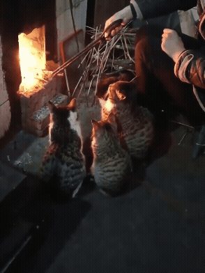 jestemtakizmeczony - #gifyzkotami 🧵
Zimno.
https://streamable.com/ci8kmm
SPOILER