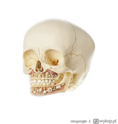 omgoogle - @bartcegielski: @Jurand-ze-Spychowa @Vimez @martinosv 

to czaszka niemowl...