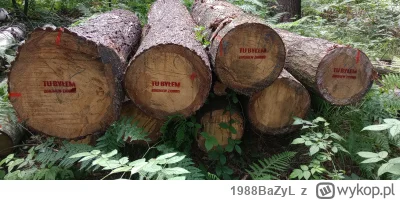 1988BaZyL - Taka sytuacja w mikołowskim lesie:

#las #drewno #mikolow #slask #bekazpi...
