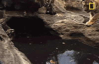 Eliade - Kąpiele chłodzące...

#mecz #dolnoslaskitygrys