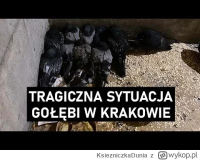 KsiezniczkaDunia - Jak wiadomo, Kraków słynie z dużej populacji gołębi. Niestety ptak...