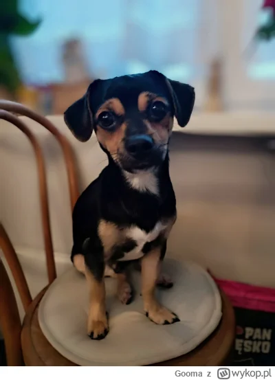 Gooma - Tolek, pierwszy dzień u nas po odbiorze z Krakowskiego schroniska. Ma około 1...