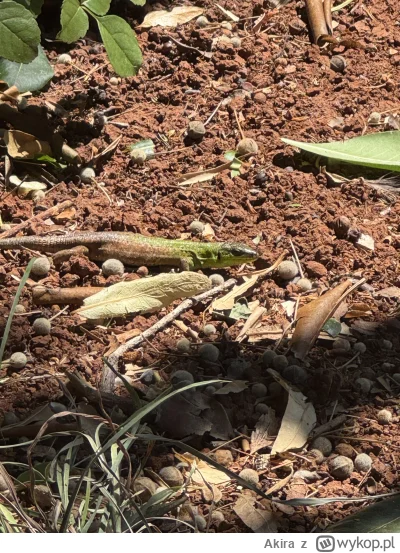 Akira - @Barakun91: elo