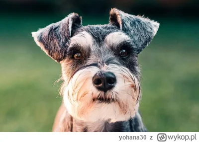 yohana30 - #slubodpierwszegowejrzenia 
Czy tylko ja patrząc na hokeistę widze zgubion...