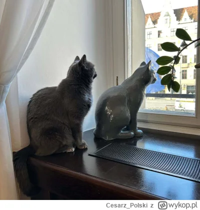 Cesarz_Polski - #kotekwrocek #wroclaw